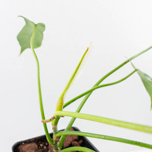 Philodendron longilobatum ‘Lelano Miyano’ (wk35-L203)