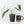 Philodendron longilobatum ‘Lelano Miyano’ (wk35-L203)