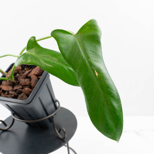 Philodendron longilobatum ‘Lelano Miyano’ (wk35-L203)