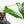 Philodendron longilobatum ‘Lelano Miyano’ (wk35-L203)