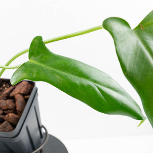 Philodendron longilobatum ‘Lelano Miyano’ (wk35-L203)