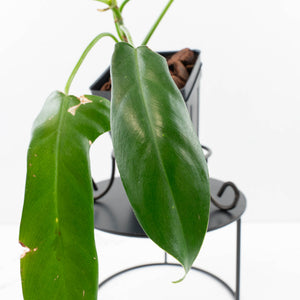 Philodendron longilobatum ‘Lelano Miyano’ (wk35-L203)