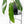 Philodendron longilobatum ‘Lelano Miyano’ (wk35-L203)