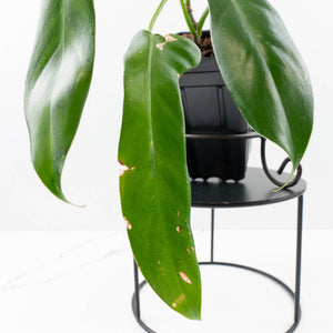 Philodendron longilobatum ‘Lelano Miyano’ (wk35-L203)