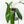 Philodendron longilobatum ‘Lelano Miyano’ (wk35-L203)