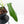 Philodendron longilobatum ‘Lelano Miyano’ (wk35-L203)