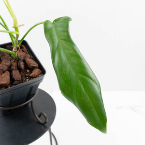 Philodendron longilobatum ‘Lelano Miyano’ (wk35-L203)