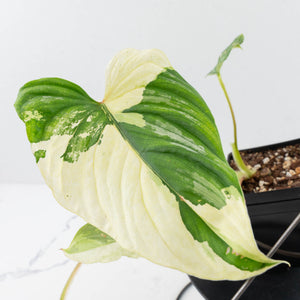 Philodendron Mamei Albo Variegated (wk35-L196)