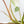 Philodendron Mamei Albo Variegated (wk35-L196)