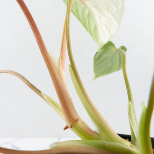 Philodendron Mamei Albo Variegated (wk35-L196)