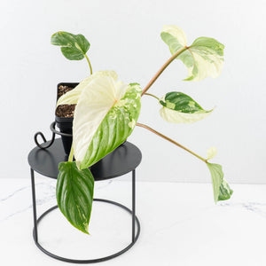 Philodendron Mamei Albo Variegated (wk35-L196)
