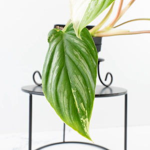 Philodendron Mamei Albo Variegated (wk35-L196)