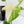 Philodendron Mamei Albo Variegated (wk35-L196)