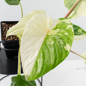 Philodendron Mamei Albo Variegated (wk35-L196)