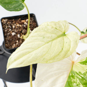 Philodendron Mamei Albo Variegated (wk35-L196)