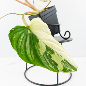 Philodendron Mamei Albo Variegated (wk35-L196)