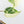 Philodendron Mamei Albo Variegated (wk35-L196)