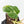 Philodendron Mamei Albo Variegated (wk35-L196)