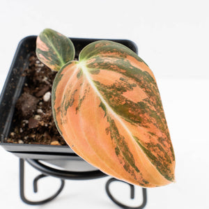 Philodendron melanochrysum orange variegated (wk33-U27)