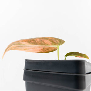 Philodendron melanochrysum orange variegated (wk33-U27)