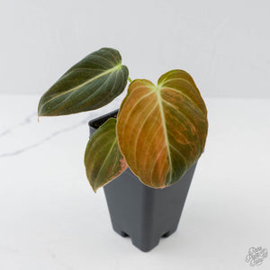 Philodendron melanochrysum orange variegated (wk41-L340)