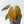 Philodendron melanochrysum orange variegated (wk41-L340)
