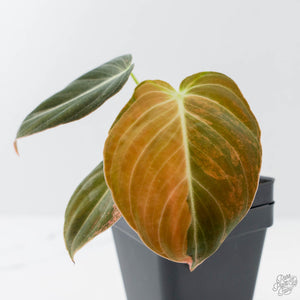 Philodendron melanochrysum orange variegated (wk41-L340)