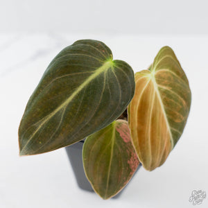 Philodendron melanochrysum orange variegated (wk41-L340)