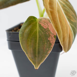 Philodendron melanochrysum orange variegated (wk41-L340)