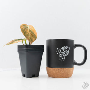 Philodendron melanochrysum orange variegated (wk21-UB)