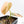 Philodendron melanochrysum orange variegated (wk21-UB)