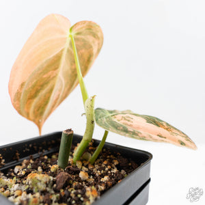 Philodendron melanochrysum orange variegated (wk21-UB)