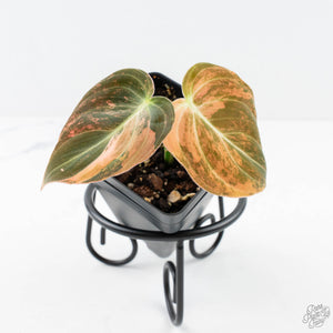Philodendron melanochrysum orange variegated (wk28-UJ)