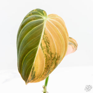 Philodendron melanochrysum orange variegated (wk23-UF)