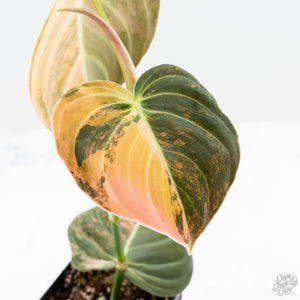 Philodendron melanochrysum orange variegated (wk23-UF)