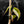 Philodendron Micans Albo/Pink Variegated (wk44-L406)