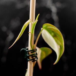 Philodendron Micans Albo/Pink Variegated (wk44-L406)