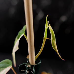 Philodendron Micans Albo/Pink Variegated (wk44-L406)