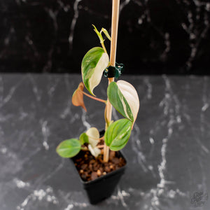 Philodendron Micans Albo/Pink Variegated (wk44-L406)
