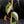 Philodendron Micans Albo/Pink Variegated (wk44-L406)