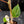 Philodendron Micans Albo/Pink Variegated (wk44-L406)