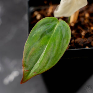 Philodendron Micans Albo/Pink Variegated (wk44-L406)