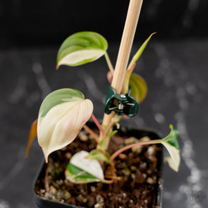 Philodendron Micans Albo/Pink Variegated (wk44-L407)