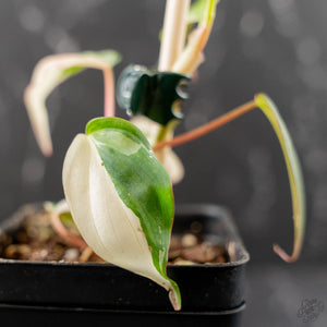 Philodendron Micans Albo/Pink Variegated (wk44-L407)