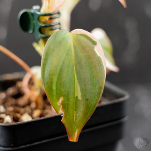 Philodendron Micans Albo/Pink Variegated (wk44-L407)
