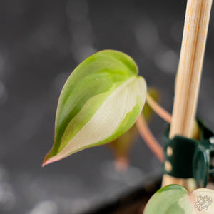 Philodendron Micans Albo/Pink Variegated (wk44-L407)