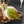 Philodendron Micans Albo/Pink Variegated (wk44-L407)