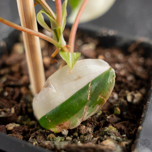 Philodendron Micans Albo/Pink Variegated (wk44-L407)