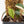 Philodendron Micans Albo/Pink Variegated (wk17-B)