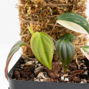 Philodendron Micans Albo/Pink Variegated (wk17-B)